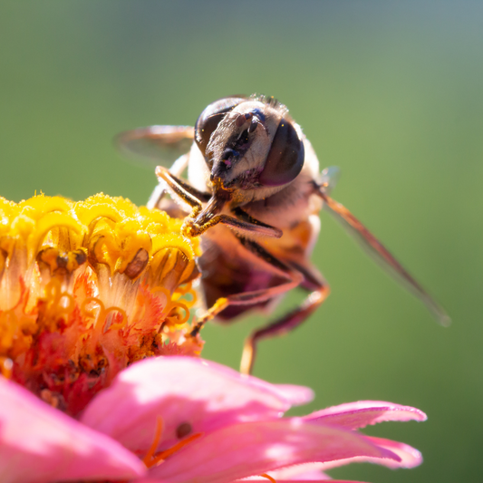 Save the honey... Save the Bees... Save the Beekeeper!